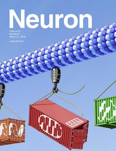 Paper featured on the cover of the March 21, 2018, issue of Neuron. The cover image shows neuronal axon transport going to the neuromuscular synapse. Artwork by Ethan Tyler of the NIH Medical Arts Department.