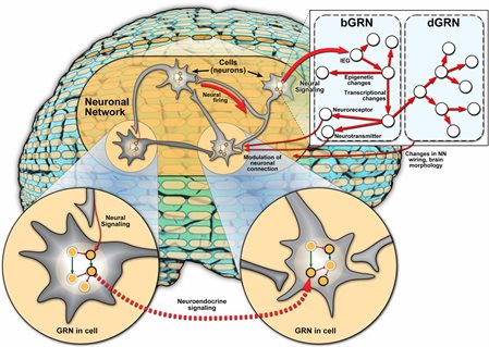 A depiction of neuronal network and gene regulatory network interactions in the brain.