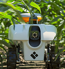 Chowdhary's robot through EarthSense is designed to go through the crop, collecting data as it travels.