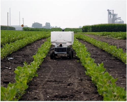Small robot in a field of crops.