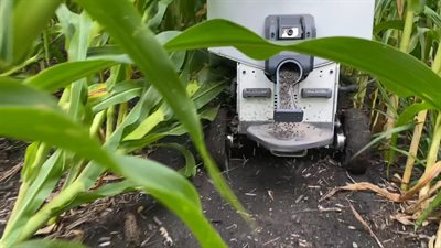 A robot plants cover crops during the summer growing season for corn.