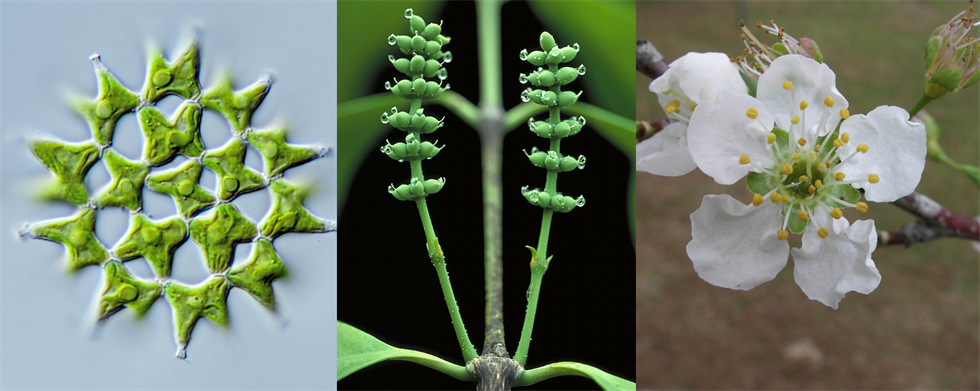 Green alga&nbsp;<em>Lacunastrum gracillimum</em>, female cones of gymnosperm,&nbsp;<em>Gnetum gnemon</em>, and cherry tree flower,&nbsp;<em>Prunus domestica.&nbsp;</em>Photo credits: Michael Melkonian and Walter S. Judd.